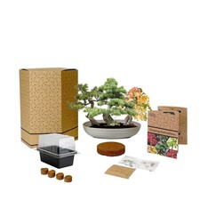 Grow Your Own Bonsai Tree Kit