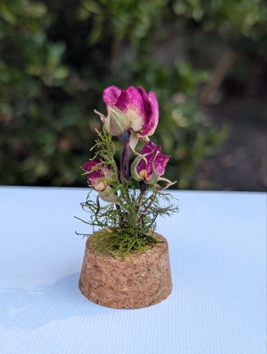 Miniature dried flower - dried,