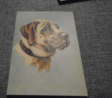 vintage postcard mastiff dog