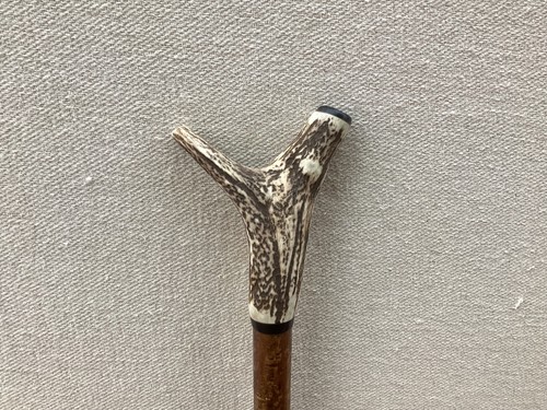 Red deer antler - antler, walking