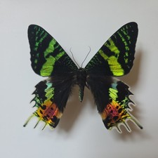 Madagascan Sunset Moth Set