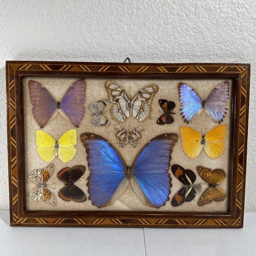 Vtg brazilian butterflies - vtg, 13