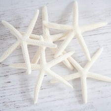 White Starfish Sea Stars 5-8cm