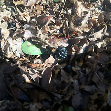 Life Sized Blackberry Geocache