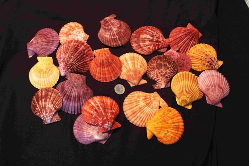 Large naturally coloured - 20,