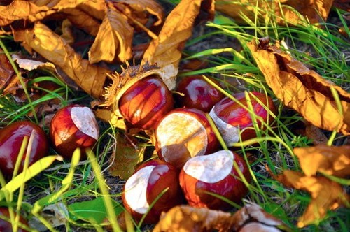 Fresh conkers horse - conkers,