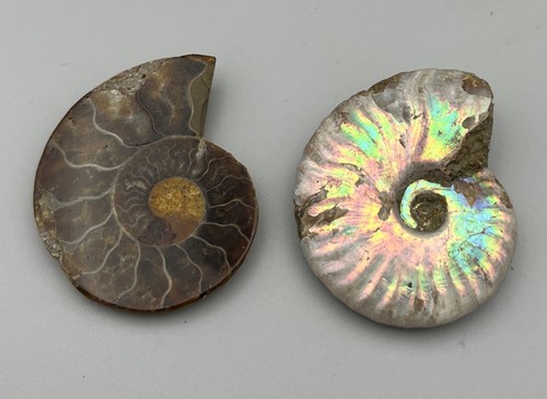 Natural ammonite fossils - 2x,