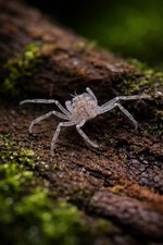 6 Thai Micro Spider Crab