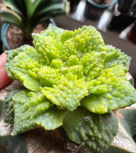 2cm rare live house plant - live,