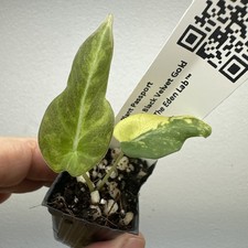 Alocasia black velvet Gold Aurea - Very rare variegated aroid plant ref 11BVG05