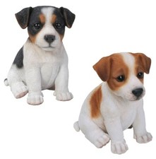 Jack Russell Puppy Dog -