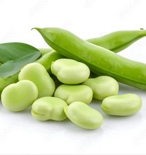 Broad Beans – Autumn or