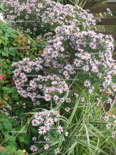 Mauve aster michaelmas daisy - mauve,