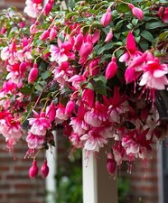 6  Trailing Fuchsia El Camino