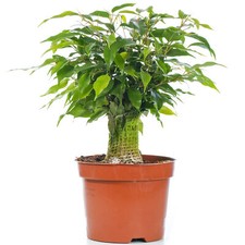 Ficus benjamina green kinky - ficus,