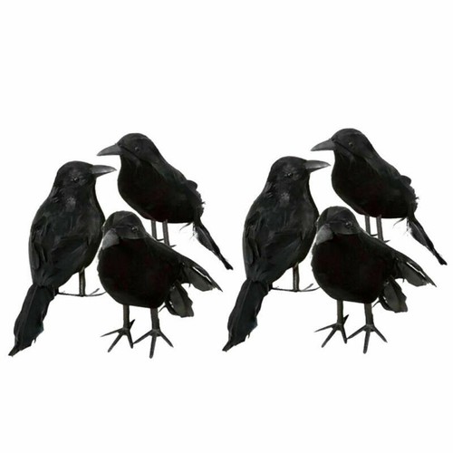 Set black pigeon - of,