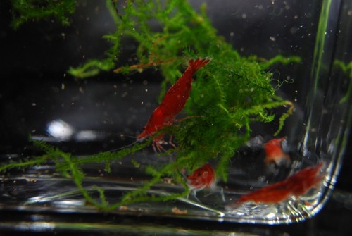 Live neocaridina shrimp - 12+,