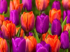 20 MIX Tulips Purple Prince
