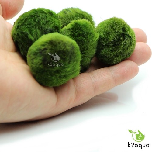 4cm marimo moss balls - marimo,