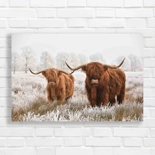Hairy scottish highland - hairy,