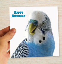 Budgie Birthday Card Blue