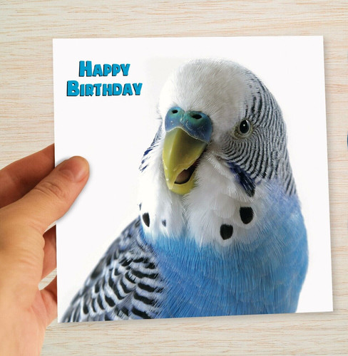Budgie birthday card blue - budgie,