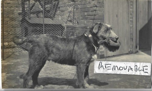 Vintage photo airedale terrier - airedale,