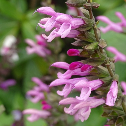 Salvia pink amistad hardy - pink,