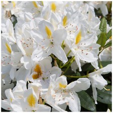 Rhododendron Cunningham's
