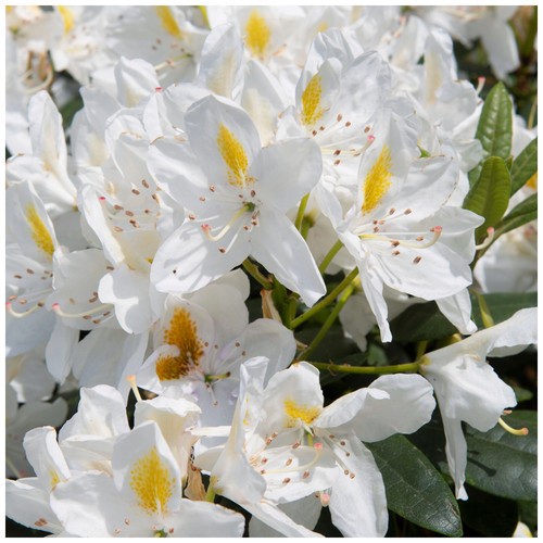 Rhododendron cunningham - rhododendron, cunningham's