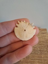 Fossil Sand Dollar -