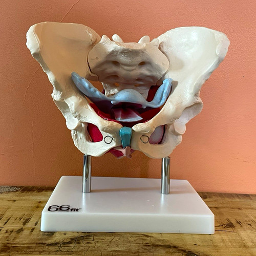 66fit human pelvis anatomical - 66fit,