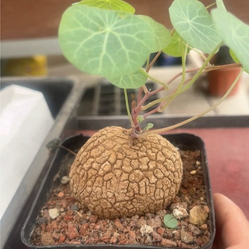 1pieces 4cm seedgrowth - 1pieces,