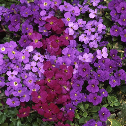 Aubrieta katie mix - aubrieta, plants