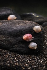 Live Baby Mystery Snails –