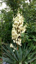 Yucca gloriosa adams needle - gloriosa,