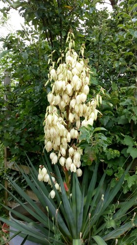 Multi headed yucca gloriosa - multi,