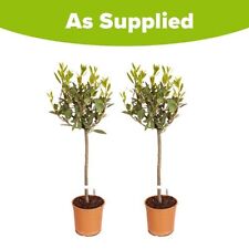 Pair Of Standard Bay Trees 70-80cm Tall