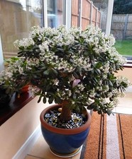 Large Crassula Jade Tree Money