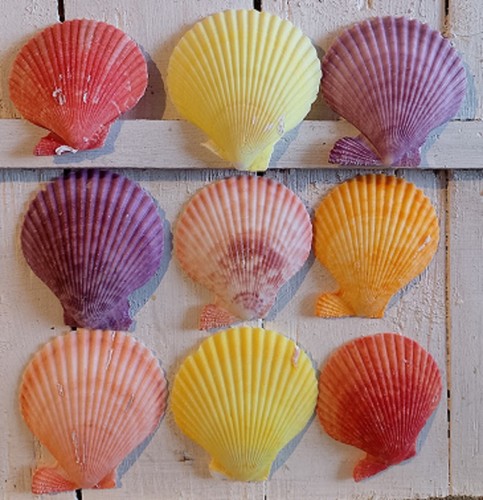 Assorted mixed seashells set - assorted,