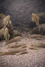 Hillstream loach chinese - /,