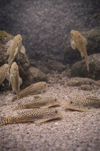 Hillstream loach chinese - 2,