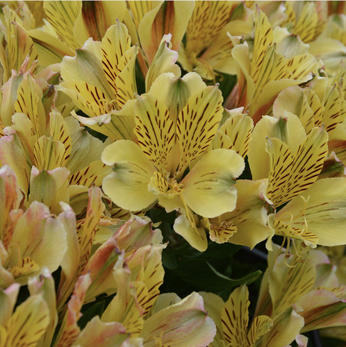 Alstroemeria inca rio plug - alstroemeria,