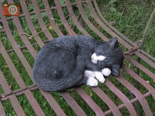 Sleeping black white - &, cat
