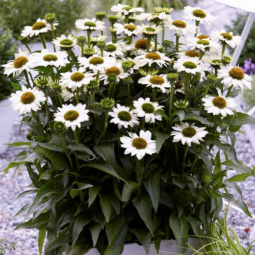 Echinacea sunseekers white - sunseekers,