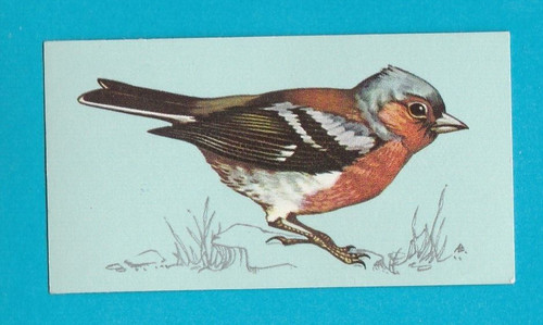 British birds tetley tea - birds,