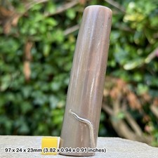 Polished British Belemnite Fossil | Jurassic UK | Sliced to Reveal Internal