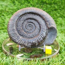 Peronoceras ammonite fossil