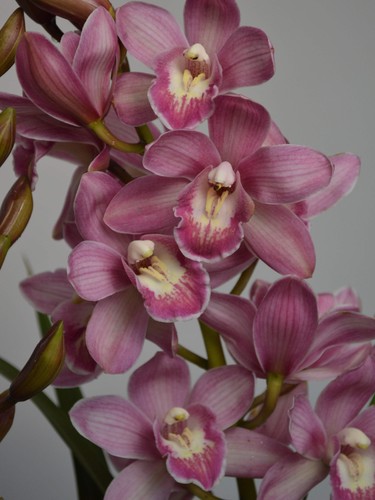 Pink parfait cymbidium - |,