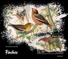 FINCHES Finch / BIRDS Bird MNH 1v-Stamp Sheet #2304 (2023 Sierra Leone)